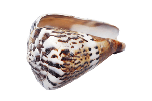 Spotted Seashell Isolated Background PNG image with transparent background