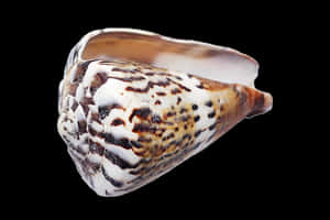 Spotted Seashellon Black Background PNG image with transparent background