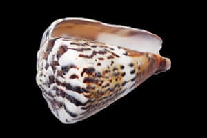 Spotted Seashellon Black Background PNG image with transparent background