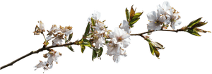 Flower Branch Png, Transparent Png PNG with transparent background