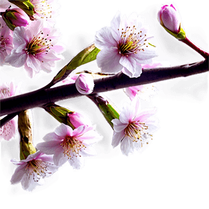 Spring Blossom PNG 73 PNG with transparent background