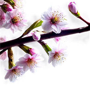 Spring Blossom Png 73 PNG Image