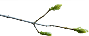 Branch Png Transparent Images - Transparent Branch, Png Download PNG with transparent background