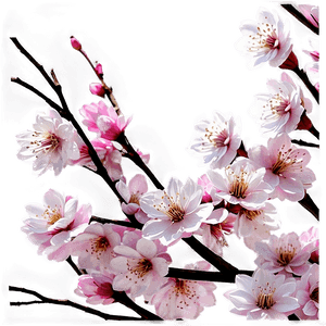 Spring Cherry Blossom Scene PNG 05032024 PNG image with transparent background
