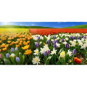 Spring Flower Field Png 06272024 PNG Image