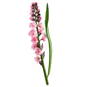 Spring Flower Stem Png Glq8 PNG Image