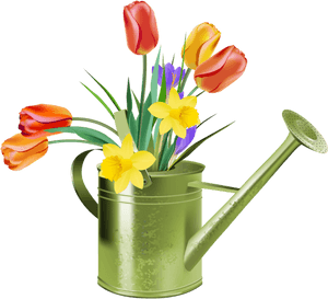 Daffodil Clipart Tulip - Watering Can Flowers Clipart, HD Png Download PNG image with transparent background