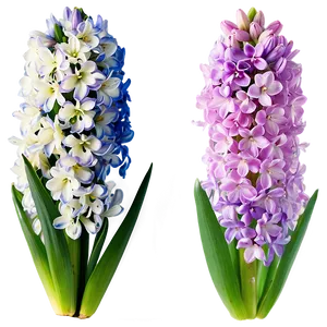 Spring Hyacinth Flower Png 79 PNG Image