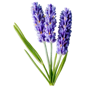 Spring Lavender Flower Png 21 PNG Image