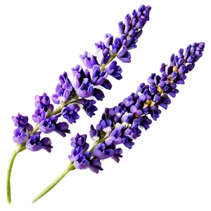 Spring Lavender Flower Png Rbn49 PNG Image