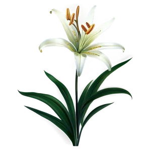 Spring Lily Flower Png 46 PNG Image