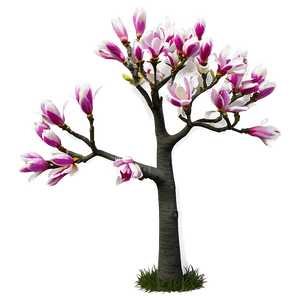 Spring Magnolia Tree PNG 06212024 PNG