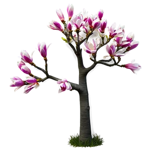 Spring Magnolia Tree Png 06212024 PNG Image