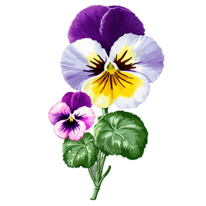 Spring Pansy PNG 06232024 PNG image with transparent background