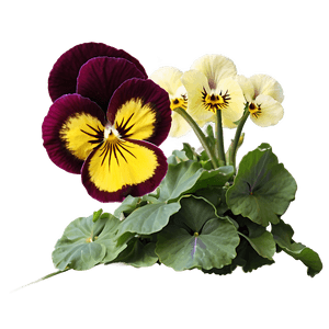 Spring Pansy PNG 24 PNG image with transparent background