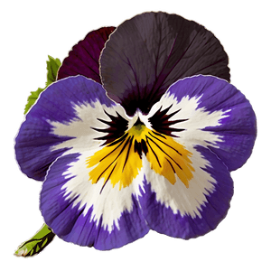 Spring Pansy PNG 47 PNG image with transparent background