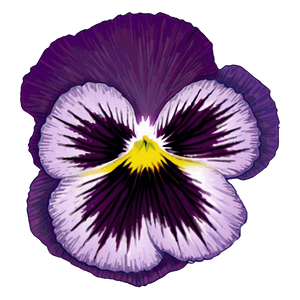 Spring Pansy PNG eub PNG image with transparent background