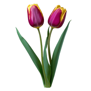 Spring Tulip PNG cpd PNG image with transparent background