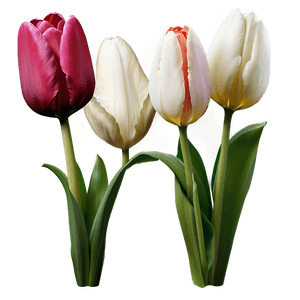Spring Tulip PNG ilu PNG image with transparent background