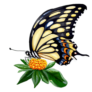 Springtime Butterfly PNG 30 PNG image with transparent background