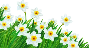 Springtime Daffodils Blooming PNG Image