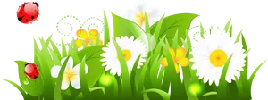 Springtime Daisiesand Ladybugs PNG Image