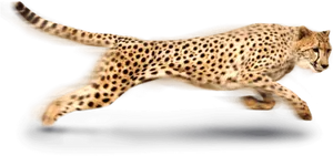 Sprinting Cheetahin Action.png PNG Image