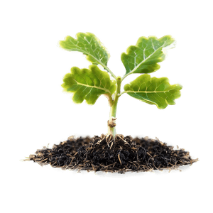 Sprouting Oak Seedling PNG 06262024 PNG with transparent background