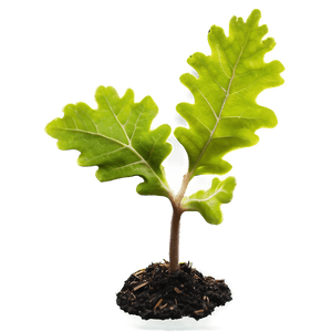 Sprouting Oak Seedling PNG qlp53 PNG with transparent background