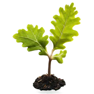 Sprouting Oak Seedling Png Qlp53 PNG Image