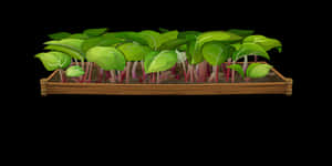Sprouting Plantsin Wooden Planter PNG with transparent background