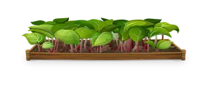 Sprouting Plantsin Wooden Planter PNG Image