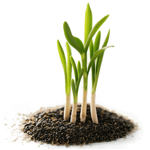 Sprouting Wheat Seedlings PNG 05252024 PNG