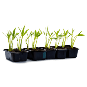 Sprouting Wheat Seedlings PNG nfb89 PNG
