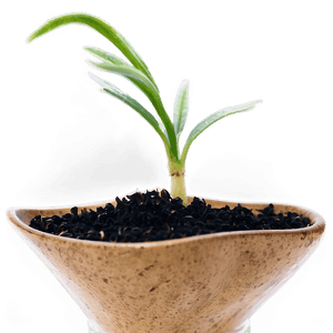 Sprouting Wheat Seedlings PNG viw18 PNG
