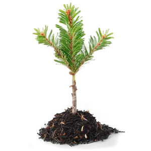 Spruce Tree Seedling Growth Png Usd83 PNG Image