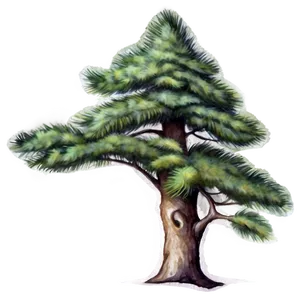 Spruce Tree Watercolor Art Png Ufq93 PNG Image