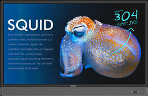 Squid Educational Display PNG image with transparent background