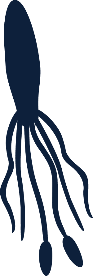 Squid Silhouette Graphic PNG image with transparent background