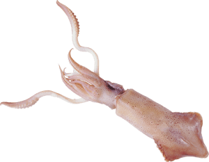 Squid Png Clipart - Кальмар На Белом Фоне, Transparent Png PNG