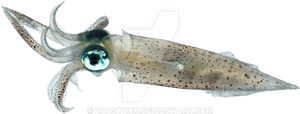 Squid Png Transparent, Png Download PNG