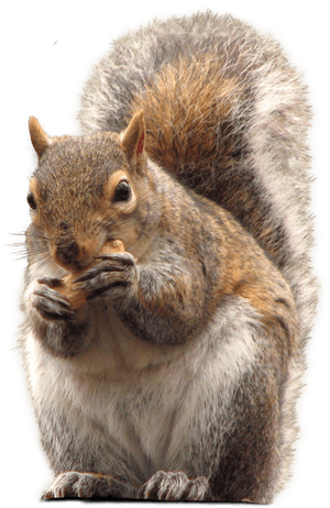 Squirrel_ Eating_ Nut.png PNG image with transparent background