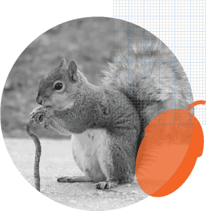 Squirrel_ Eating_in_ Geometric_ Overlay PNG image with transparent background