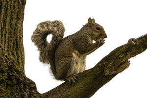 Squirrelon Tree Branch PNG image with transparent background
