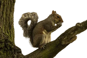 Squirrelon Tree Branch PNG Image