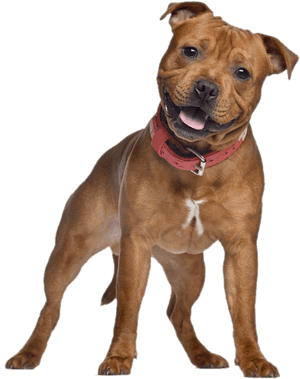 Staffordshire Bull Terrier, HD Png Download PNG image with transparent background