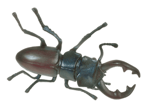 Stag Beetle Illustration PNG image with transparent background