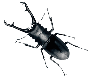 Stag Beetle Portrait PNG image with transparent background