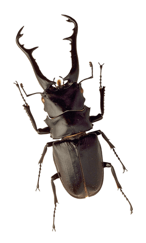 Stag Beetle Portrait PNG image with transparent background