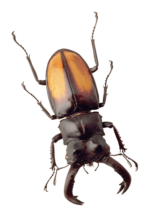 Stag Beetle Portrait PNG image with transparent background
